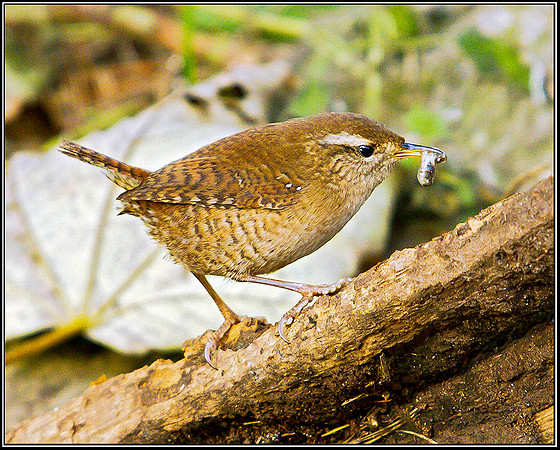 Wren, Warwickshire, 14 December 2011