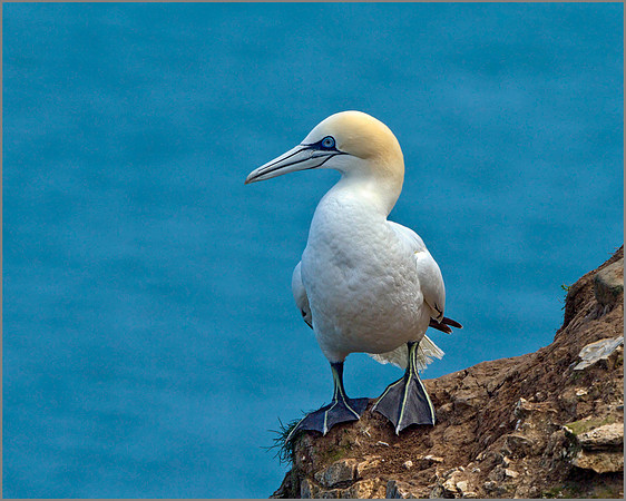 Gannet (Morus bassanus), Bempton Cliffs, June 2014
