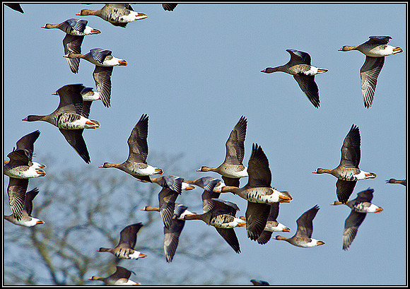 White-fronted Geese, Slimbridge, March 2011