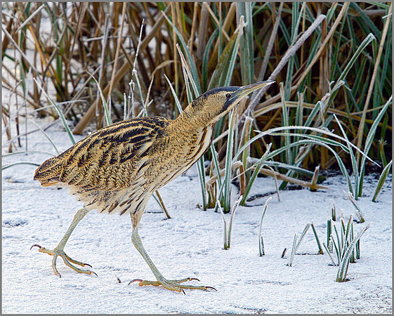 Bittern, Upton Warren Moors, November 2010