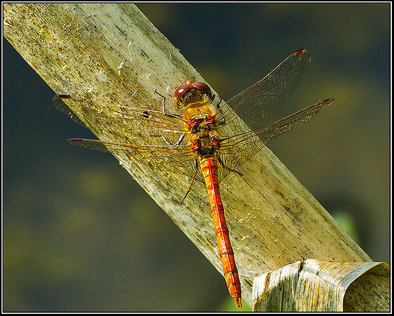 Common Darter, Bittell, 01 September 2011