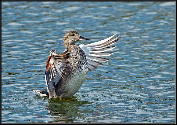 Gadwall, Marsh LaneNR, 24 April 2012