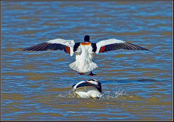 Drake Shovelers Fighting, Norfolk, April 2012