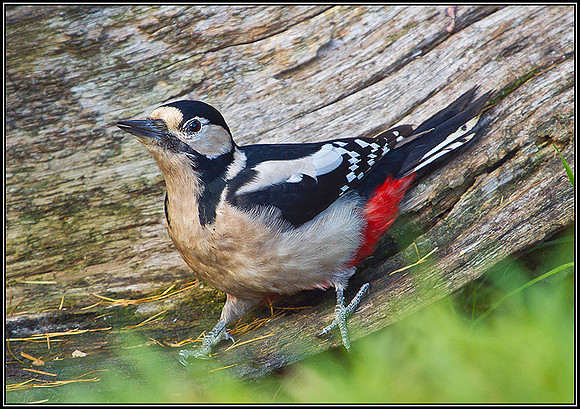 Great Spotted Woodpecker, Warwickshire, November 2010