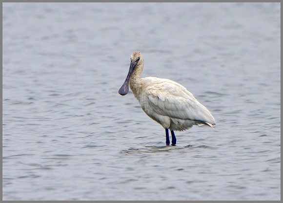 Juvenile Spoonbill (Plataea leucorodia), Norfolk, September 2014