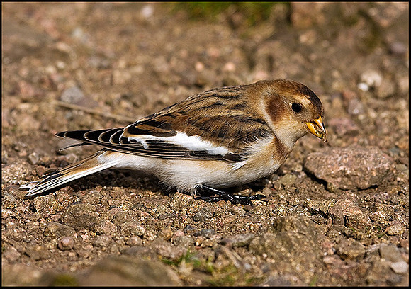 Snow Bunting, Malvern Hills, 24 September 2009