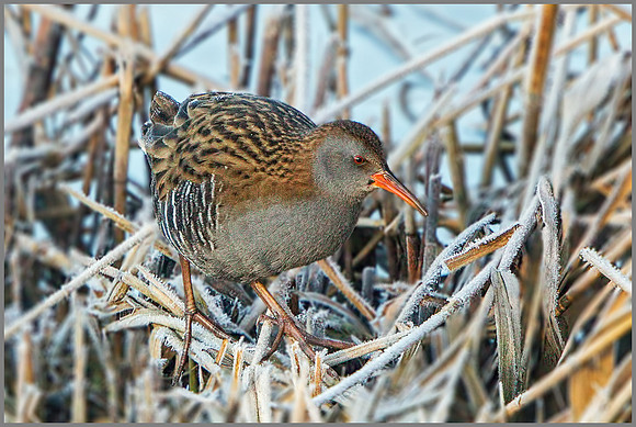 Water Rail (Rallus aquaticus), Upton Warren, December 2014