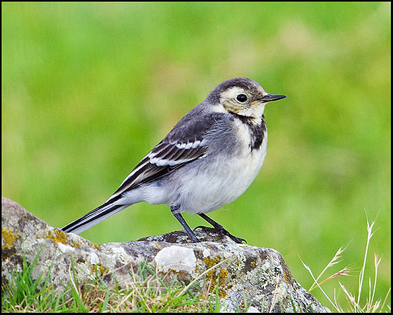 Juvenile Pied Wagtail, North Wales, 19 July 2009