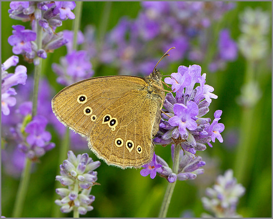 Female Ringlet (Aphantopus hyperantus), Worcestershire, July 2014