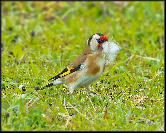 Goldfinch, Upton Warren NR, 02 May 2012