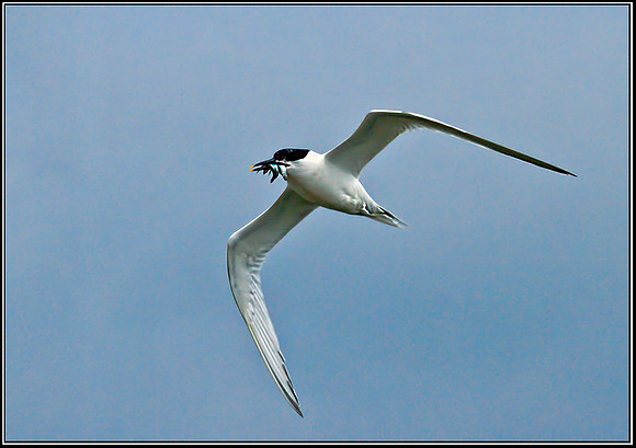 Sandwich Tern, Anglesey, June 2012