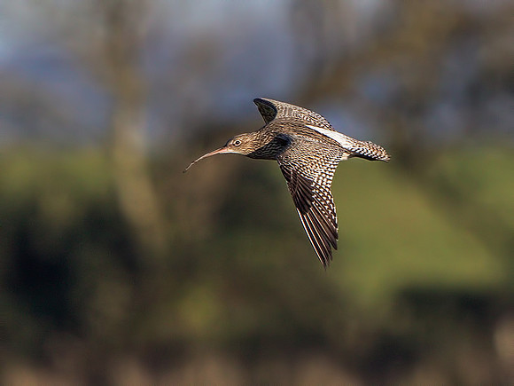 Curlew (Numenius arquata), Slimbridge, December 2014
