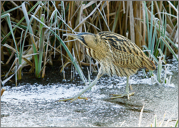 Bittern, Upton Warren Moors, November 2010