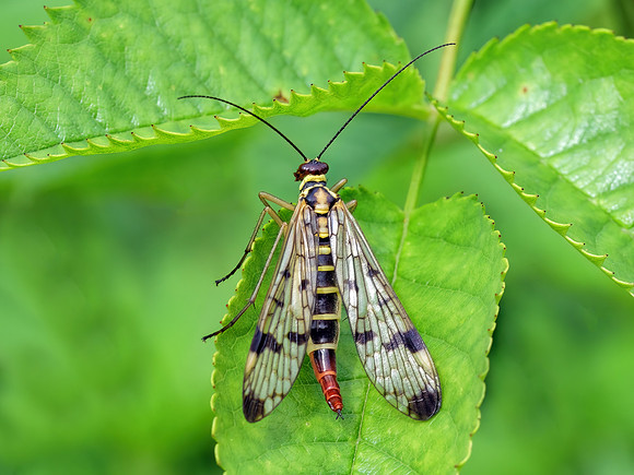 Scorpion Fly - Panorpa communis, Monkwood, July 2022