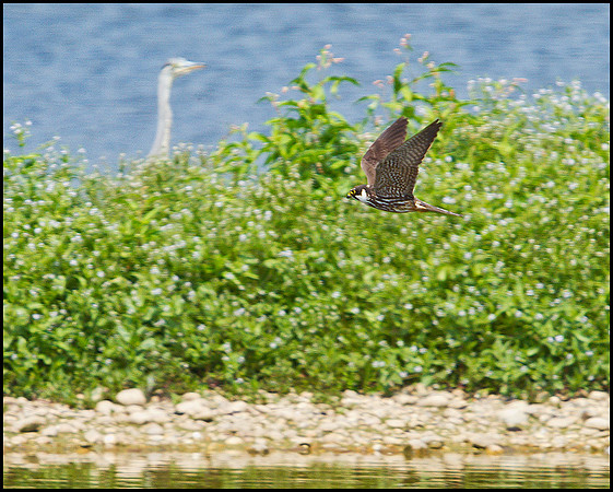Hobby, Marsh Lane, June 2010