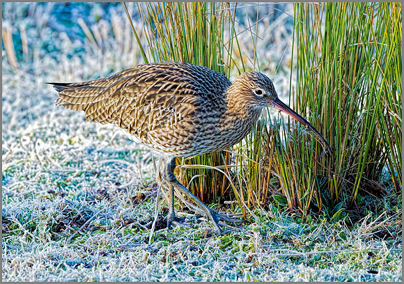 Curlew (Numenius arquata), Upton Warren NR, January 2014