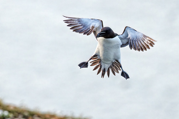 Razorbill - Alca torda, Yorkshire, June 2022