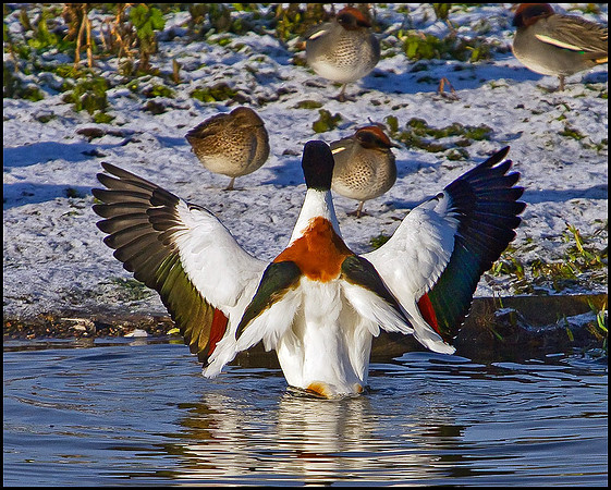 Shelduck, Upton Warren Moors, 01 February 2010
