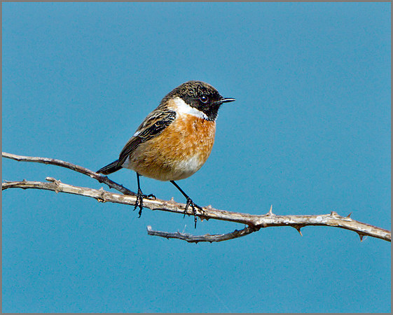 Male Stonechat (Saxicola torquatus), Anglesey, April 2014