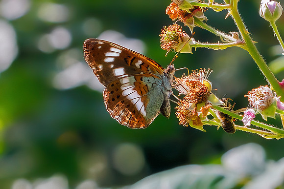 White Admiral - Limenitis camilla, Monkwood, July 2022