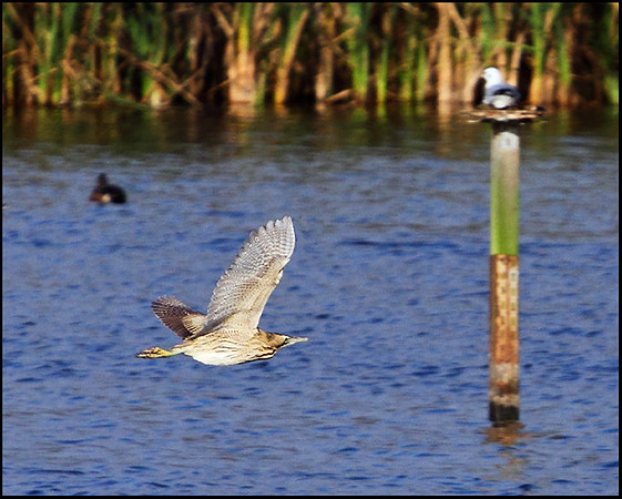 Bittern, Upton Warren Moors, 04 November 2009