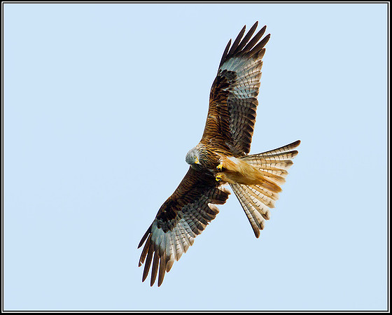 Red Kite, Ceredigion, 20 May 2011