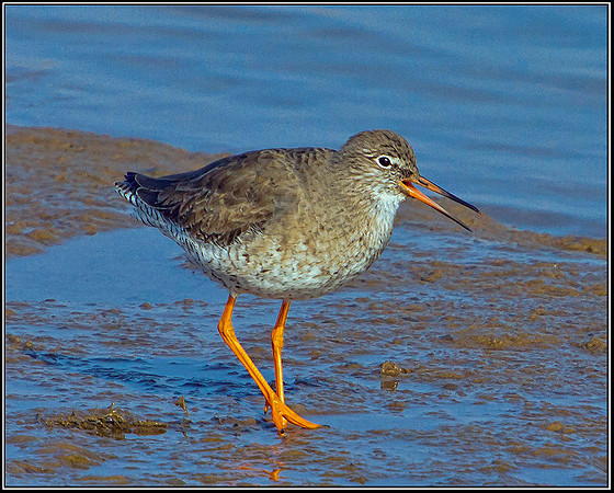 Redshank Calling, Norfolk, April 2012