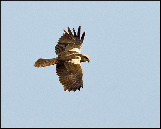 Marsh Harrier, Titchwell, April 2009