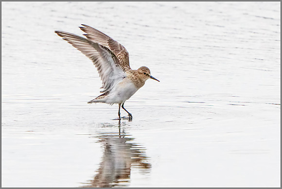 Baird's Sandpiper (Calidris bairdii), Upton Warren NR, September 2016