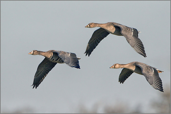 White-fronted Geese (Anser albifrons), Slimbridge, December 2014