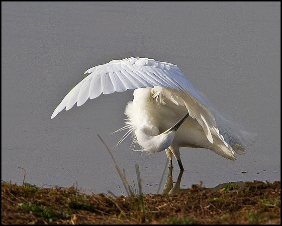 Little Egret, Upton Warren Moors, 19 April 2010