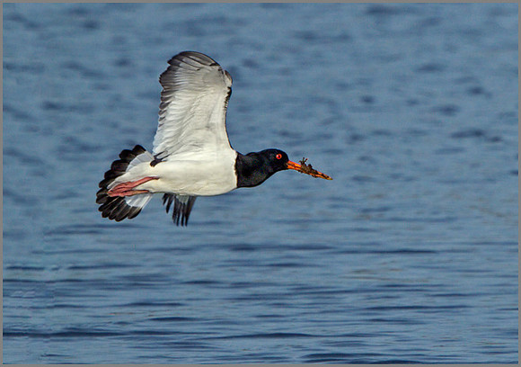 Oystercatcher (Haematopus ostralegus), Upton Warren NR, March 2014