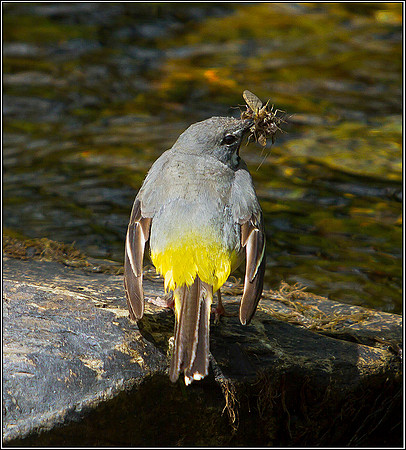 Grey Wagtail, Powys, 10 June 2011