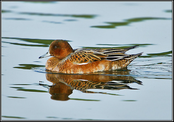 Wigeon, Marsh Lane, 02 October 2010