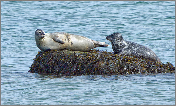 Common Seals (Phoca vitulina), Anglesey, April 2014