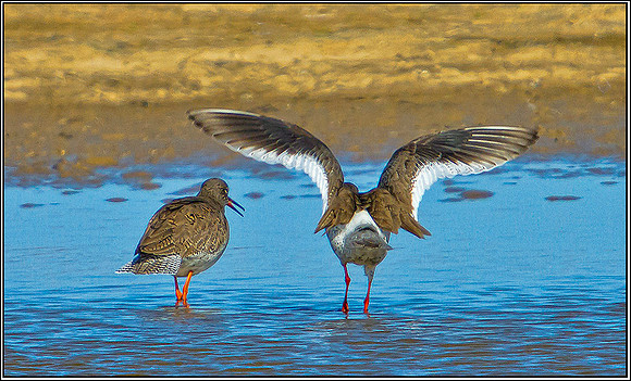 Male Redshank Displaying to Female, Norfolk, April 2012