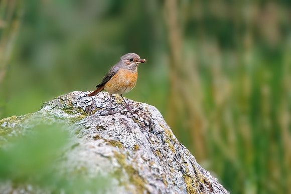 Common Redstart - Phoenicurus phoenicurus, Wales, June 2022