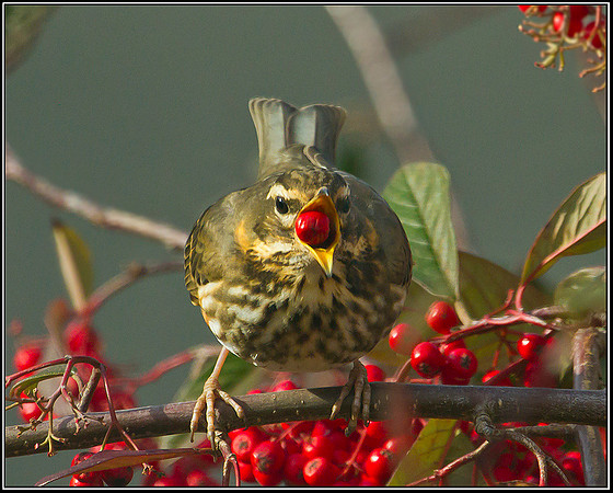 Redwing, Garden, 23 January 2012