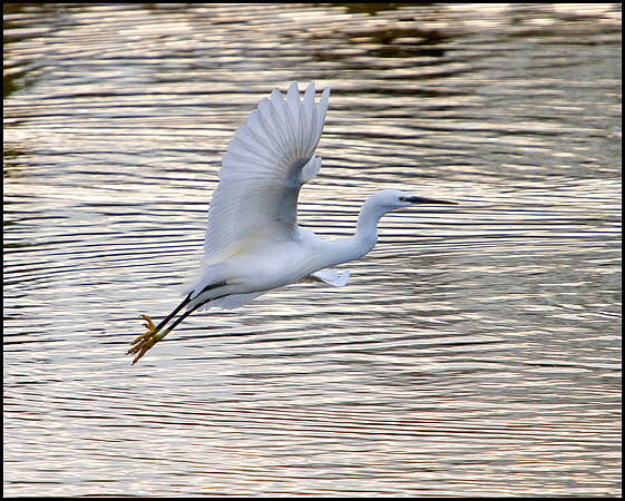 Little Egret, Upton Warren Moors, 15 February 2010