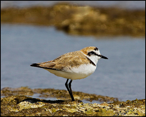 Kentish Plover, Mallorca, May 2010