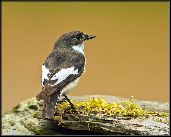 Pied Flycatcher, Powys, 20 May 2011
