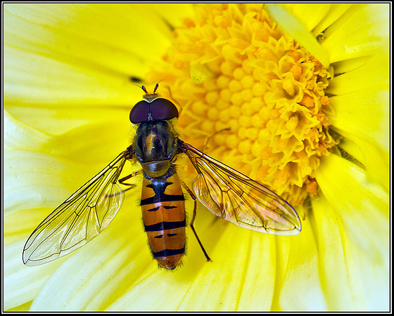 Hover Fly, Garden 20 July 2011