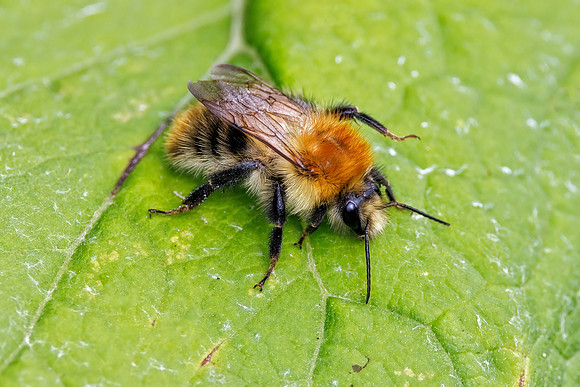 Common Carder Bee - Bombus pascuorum, Upton Warren, July 2022