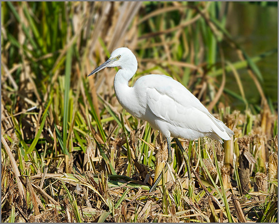 Little Egret (Egretta garzetta), Upton Warren, September 2014