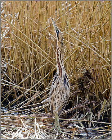 Bittern, Upton Warren North Moors, 15 April 2010