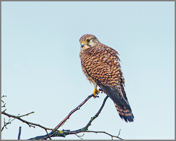 Kestrel, Bromsgrove, 09 December 2009