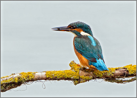 Common Kingfisher (Alcedo atthis), Upton Warren NR, September 2016