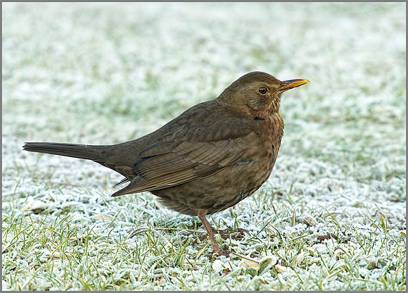 Blackbird (female), Bromsgrove, January 2011