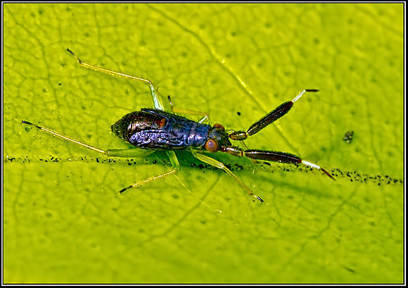 Mirid Bug Nymph (Heterotoma planicornis), Garden, 08 July 2012