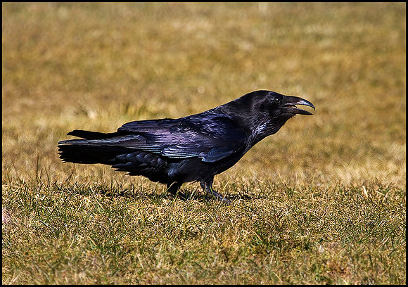 Raven, Gigrin Farm, 09 March 2010